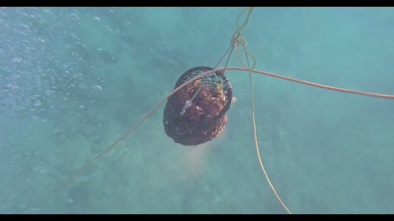 Los Ostiones de Roca de Punta Lobos