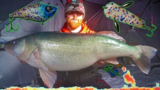 Huge Greenback Walleyes CRUSHING Active Jigging Baits [Lake Winnipeg Ice Fishing]