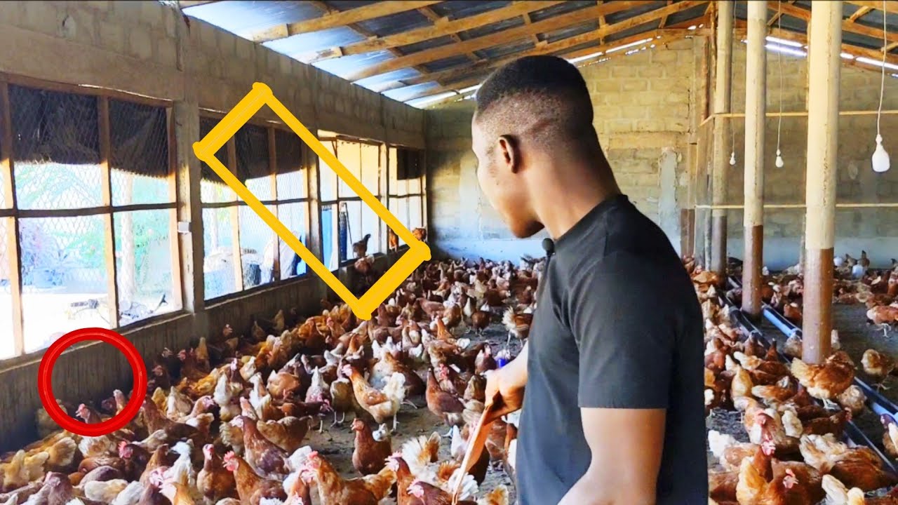 Aviculture, Éviter ces choses dans votre Ferme !