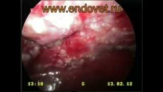 Рак париетальной брюшины у собаки, cancer Рак париетальной брюшины у собаки, cancer