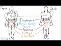 Abdominal Dermatomes and Referred Pain