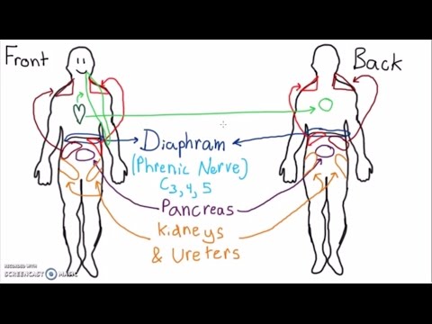 Abdominal Dermatomes And Referred Pain