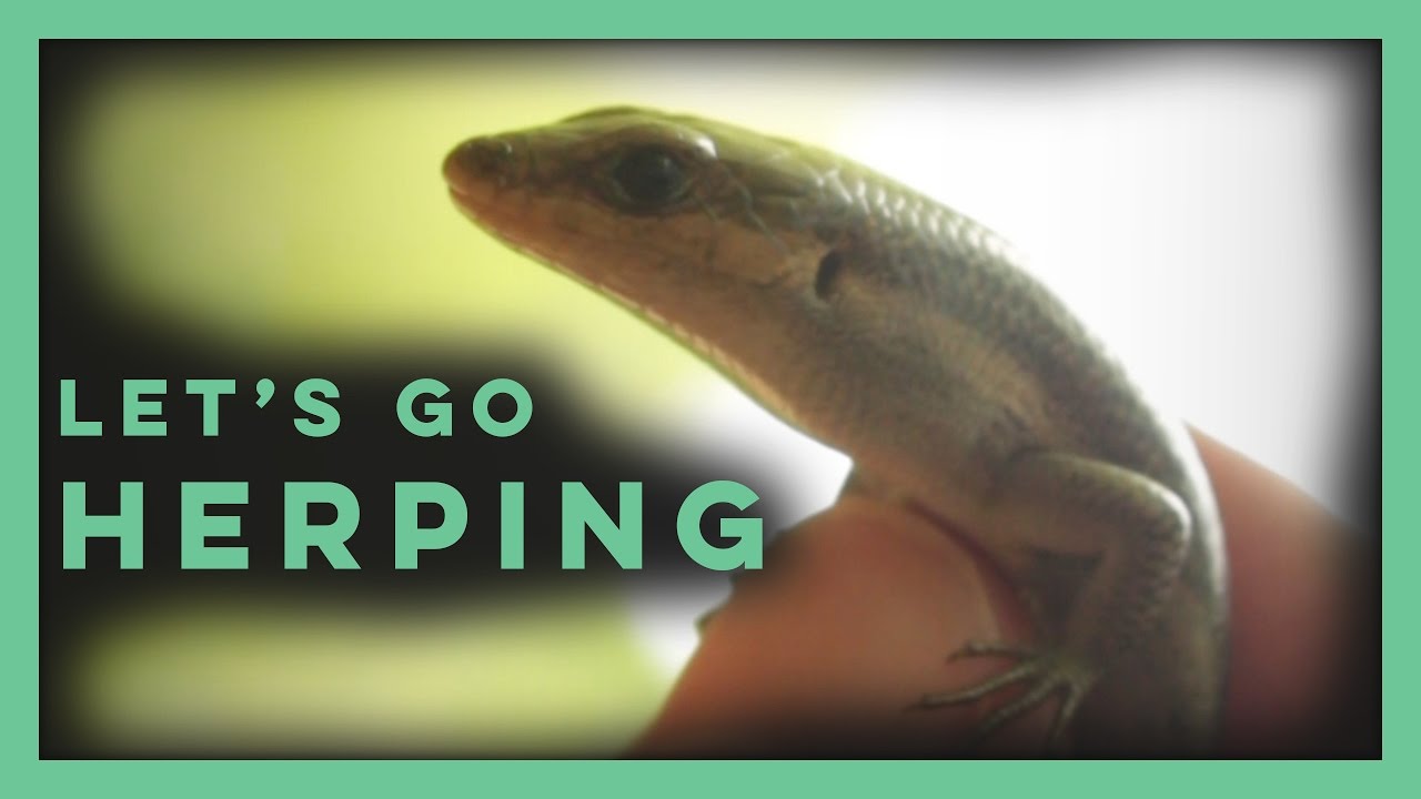 Spring Herping at Occoneechee | #LetsGoHerping