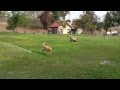 Bulldog and Labrador playing at Hollenbeck Park - Boyle Heights CA