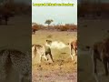 Leopard attack on donkey😮‍💨 #wildlife #wildanimals #lion #tiger #leopard