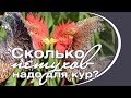 Сколько петухов надо для кур