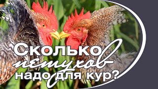 Сколько петухов надо для кур