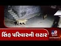 Junagadh lion family seen roaming in juna vandarvad village of maliya hatina tv9news