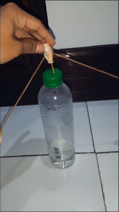 Tutorial Bawang Joget