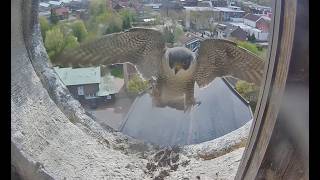 Wanderfalken Lingen Live DE Kamera 2 | Peregrine Falcon Lingen Germany Cam 2 | Night 15.06.2026