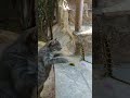 Встреча кошки и хамелеона: Аланья, Турция