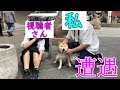 柴犬小春　【ついにこの日が！】散歩動画の撮影中に『ガチ視聴者さん』と遭遇！Koharu's  神戸南京町Encounter with a Fan!