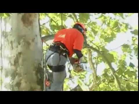 Sycamore Tree Trim Sycamore Tree Trim