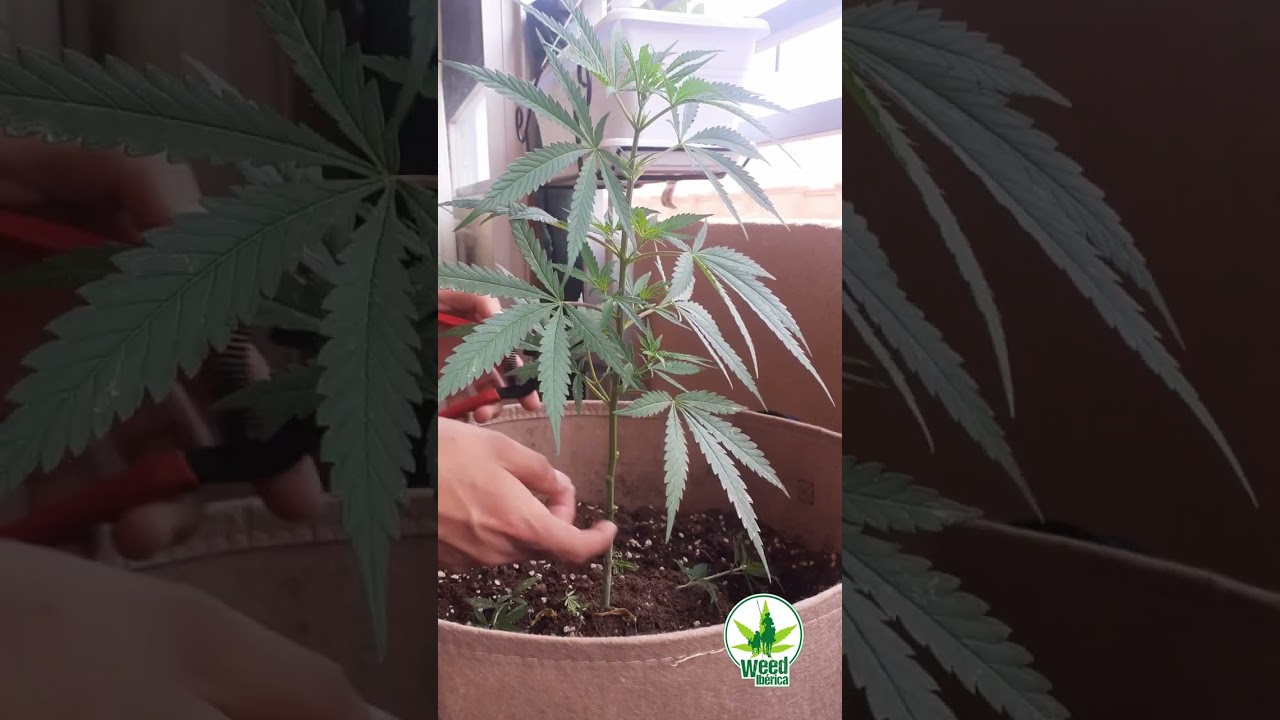 Importantísimo. Por y para qué sirve la poda de bajos.