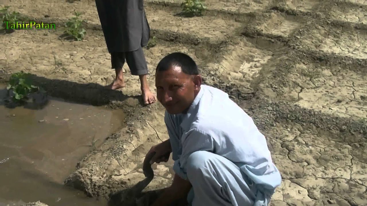 How to Grow Water Melons in Pakistan YouTube