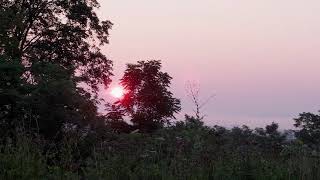 Isolation of Summer
