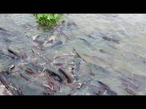 CARA BUDIDAYA IKAN PATIN DI KOLAM TANAH HINGGA PANEN 1 