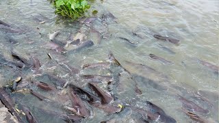 Cara Budidaya Ikan Patin Di Kolam Tanah Hingga Panen