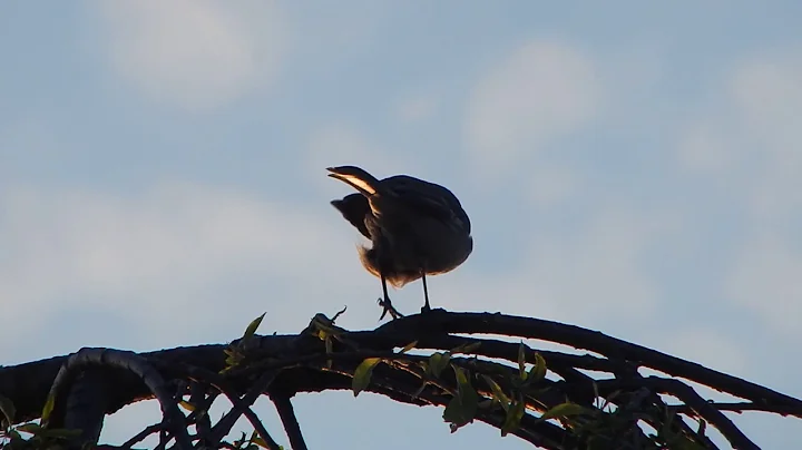 Easter Morning Mockingbird