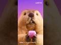ロッテ カジッテ WEBCM「グミ食べたい」篇縦15秒