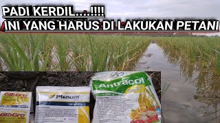 Cara Mengatasi Virus KERDIL Pada Tanaman Padi