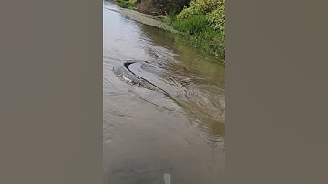 Con cá khổng lồ thủy quái dưới sông #cacconvat #docla #fishing