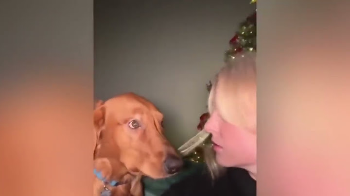 Estos Animales Hilarantes Te Levantarán El Ánimo Por Completo 😂