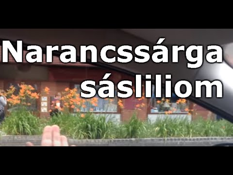 Videó: Narancssárga Homlokzatok