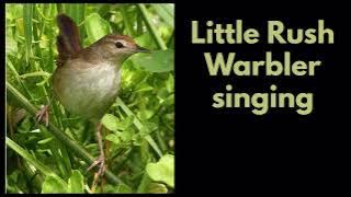 LITTLE RUSH WARBLER singing