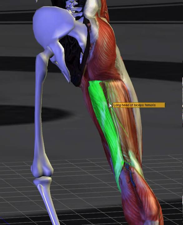 dolor biceps femoral derecho
