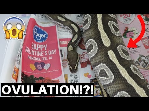 My Mojave Ball Python Is Ovulating!?! - Benjamin's Exotics
