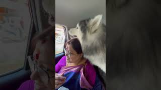 Dog Enjoys Scenic View While Resting It Head on Human