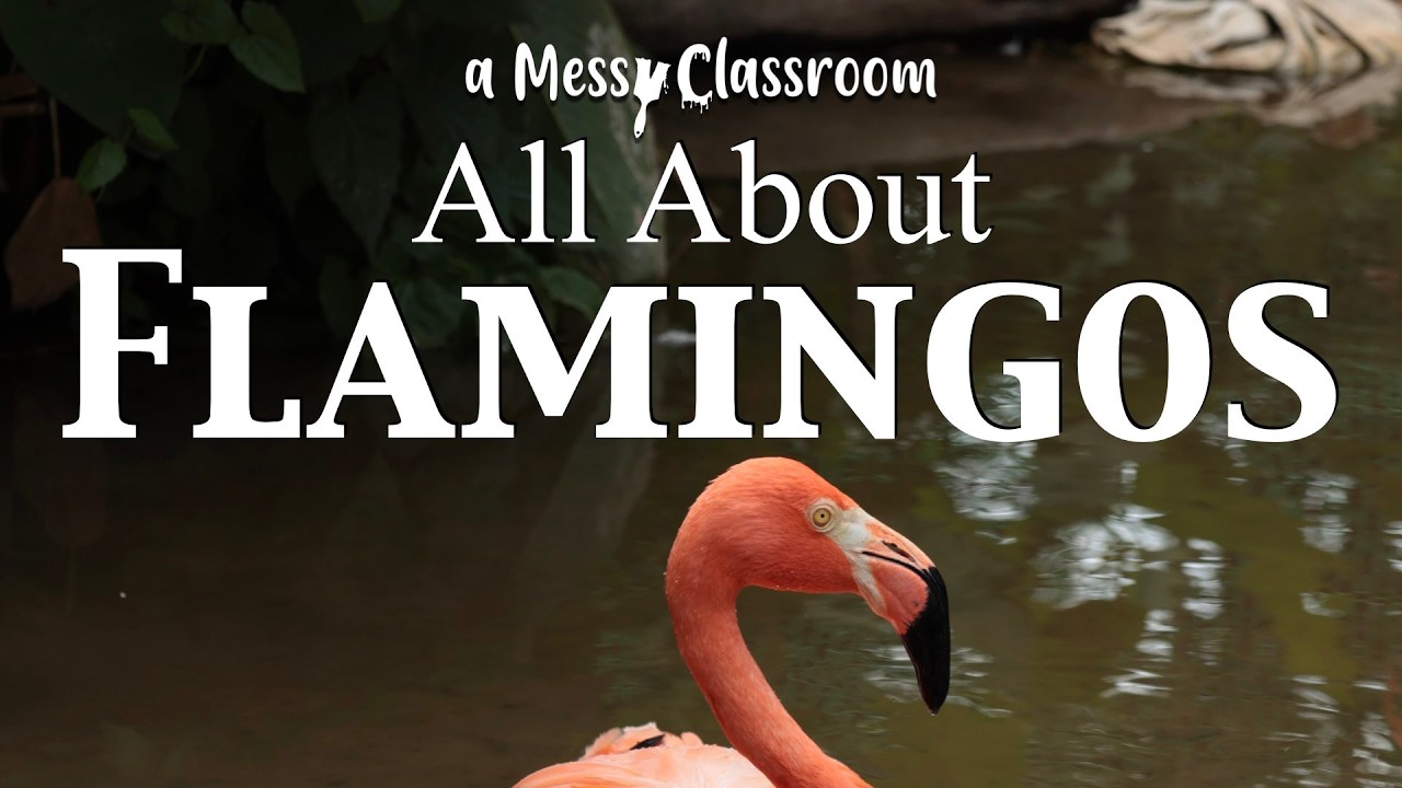 All About Flamingos Birds Educational Video Flamingo Pink Birds