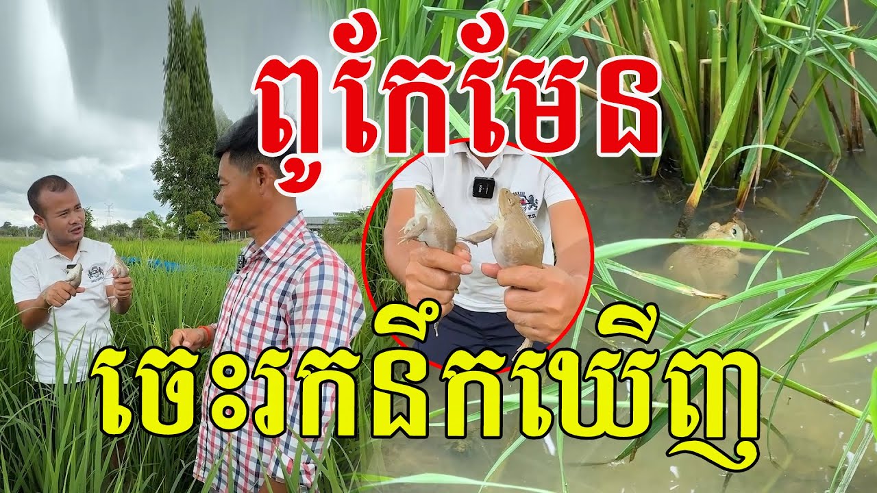 ពូកែមែន ចេះរកនឹកឃើញបង ដូចកង្កែបស្រែតែម្ដង