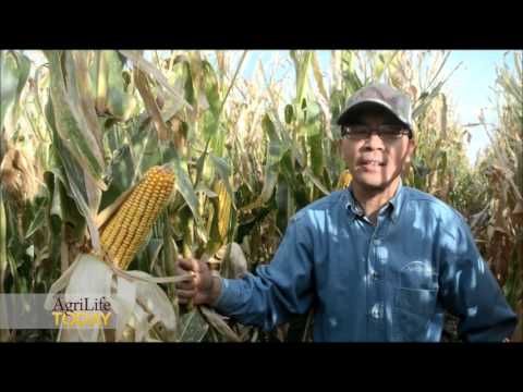 Video: Sweet Corn High Plains Disease: Tswj Tus Kab Mob Plains Siab Ntawm Cov Pob Kws Qab Zib
