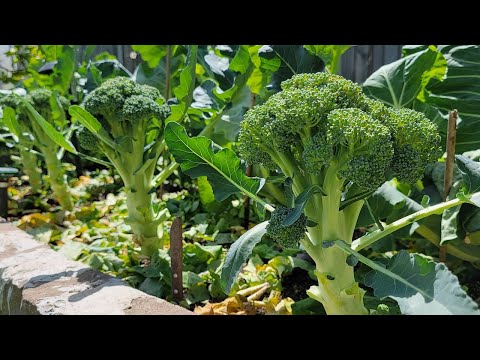 Video Thu hoạch bông cải xanh trồng dưa gang và xà lách búp... - youtube
