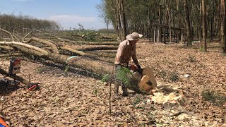 Hạ cây siêu đẳng. / rubber wood saw in Vietnam