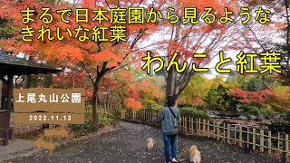 【上尾丸山公園】気軽に日本庭園のような紅葉を見たい！ということで、わんこと一緒に上尾丸山公園へ行ってきました【犬とおでかけ】