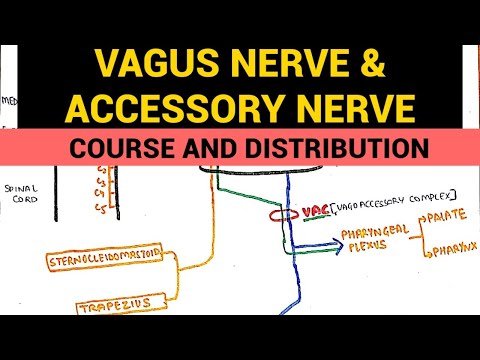 Vagus Nerve & Accessory Nerve | Course and Distribution