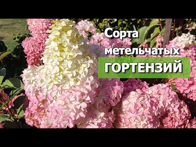 Гортензия метельчатая: сорта для начинающих садоводов