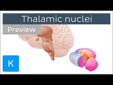 Thalamic nuclei: anatomy and functions (preview) - Human Neuroanatomy | Kenhub