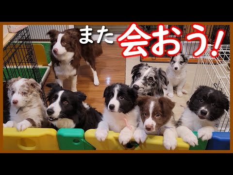 嬉しいものの ちょっぴり寂しい巣立ちの日【ボーダーコリー子犬】