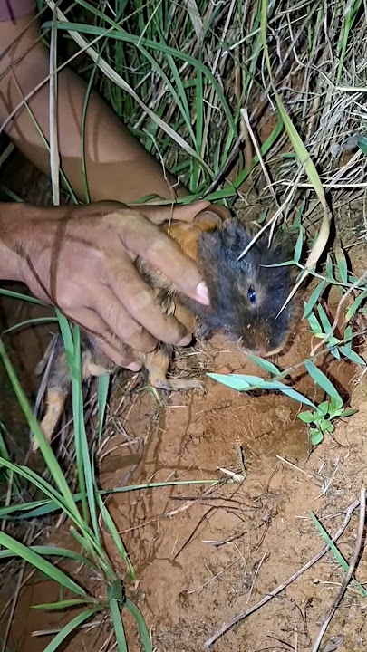 Bulu Lebat Muncul dari Dalam Tanah #hewanunik #alamliar #viral