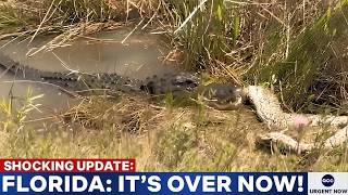 Monstrous Everglades Alligator Took Down a Massive Python — And Biologists Say It Wasn't an Accident