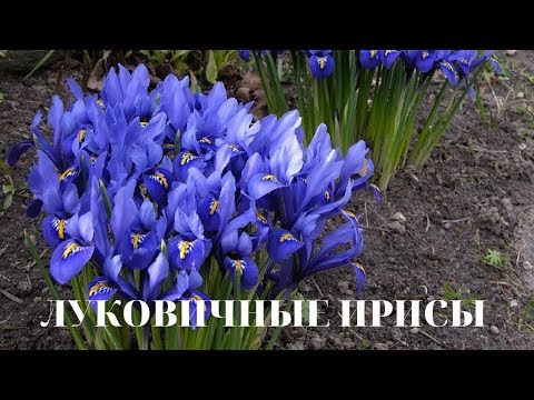 Видео: Ирис жълт