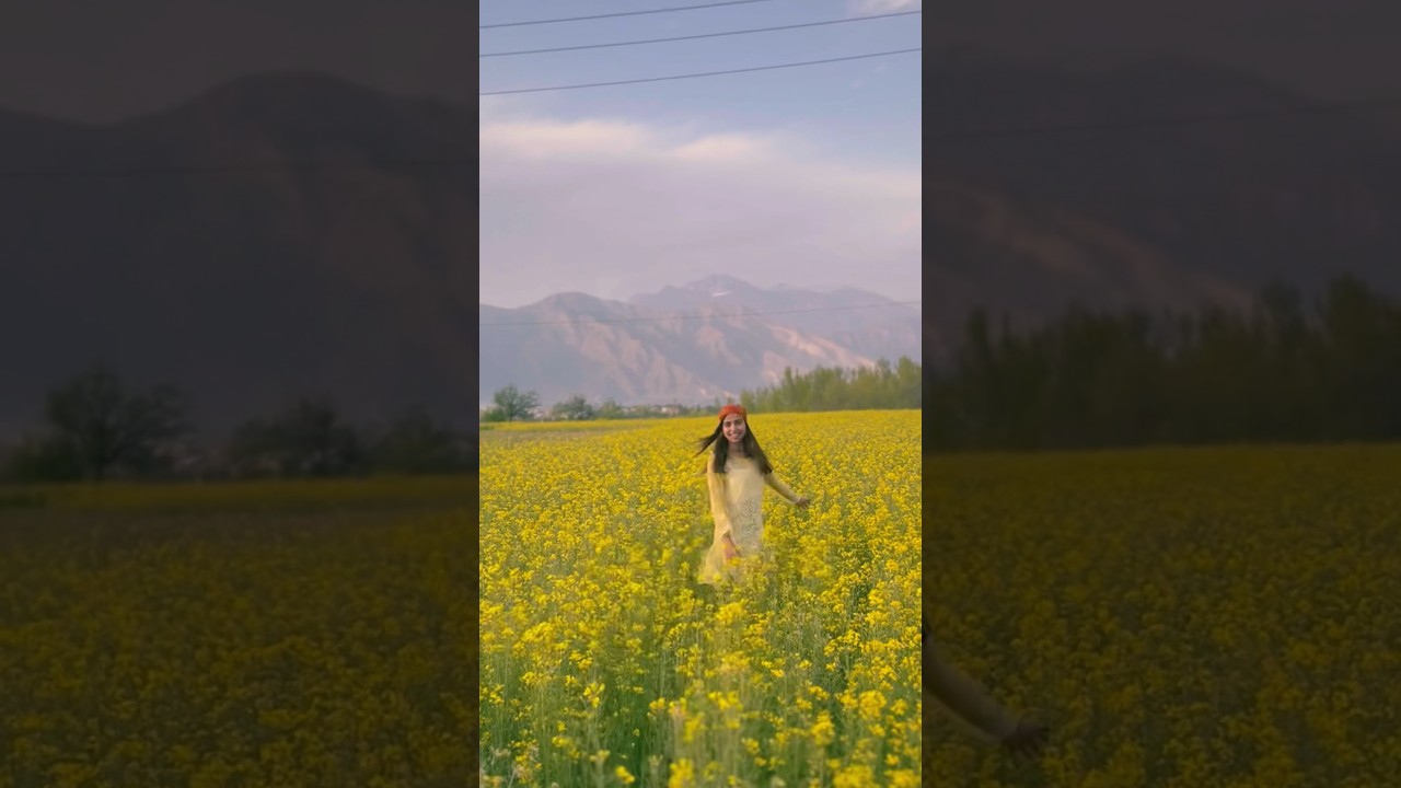 Spring in Kashmir Mustard field 