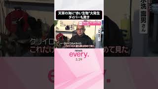 【天草の海に】“赤い生物”大発生  ダイバーも驚き #shorts