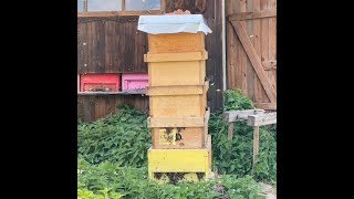 أفضل 10 نصائح لتصبح من نحال مبتدئ إلى خبير في النحل.