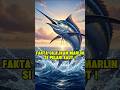 ikan marlin, hewan tercepat di laut ! #sekilasfacts #faktaunik #ikanmarlin #faktahewan #feedshorts
