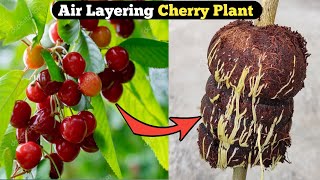 How to grow Cherry Fruit Tree from cutting. Air Layering Cherry Fruit Tree .